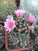 Mammillaria scheldonii de la Teo - 03.07