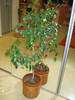 FICUS BENJAMIN