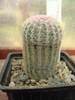 Echinocereus rigidissimus v.rubispinus