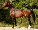 dutch-warmblood-2[1]