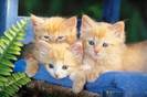 imagenes-gatos-2-peq