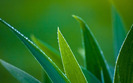 1821_leafwithwaterdrops_1440x900
