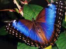 butterfly_001