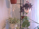 clorophytum comosum & tradescanti rosu