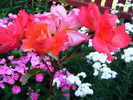DSCF4826