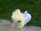 Sedat 029