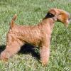 LAKELAND TERRIER