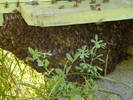 iulie 2009-2 027