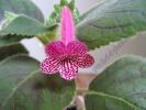 Kohleria Rongo 6
