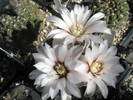 Gymnocalycium amerhauserii - 15.06