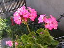 Picture 001