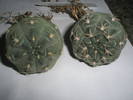 Gymnocalycium uebelmannianum 2 plante