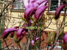 Magnolie