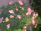 DSCI0036