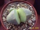 Pleiospilos Bolusii