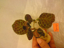 Episcia Lituania - Tigrovaja