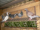 DSCN0466