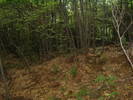 DSCF6071