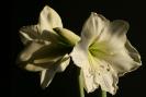 Hippeastrum Cristmas Gift