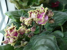 Pocelyj Rusalky