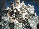 Astrophytum asterias - capul de crestere