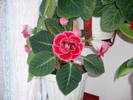 Gloxinie rosie dubla