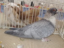 swift sirian 4