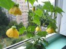 abutilon galben