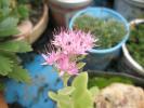 floare de Sedum spectabile