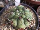 Gymnocalycium saglione