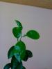 Citrus nobilis - mandarin