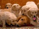 Caini Wallpaper Desktop Pictures With Dogs
