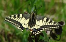 Papillio machaon