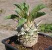 pachypodium namaquanum