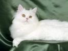 Cat Wallpaper_ Poze Pisicute 12