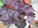 oxalis