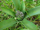 Hyacinth bud (2009, March 24)