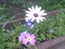 amestec de jardiniera