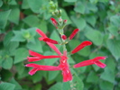 Salvia splendens (2009, August 25)