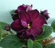 Vampire's Kiss - detaliu floare