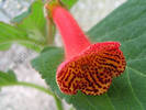 Kohleria Carl 1