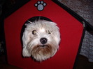Sena Bichon Maltese