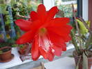 flori 19.05.2009 054