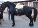 friesian1