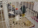 pomeranian 1