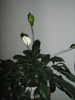 floricele 066