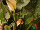 Picture 008