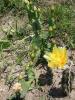 Opuntia  humifusa