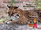 ocelot-bcr