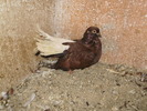 P9061429